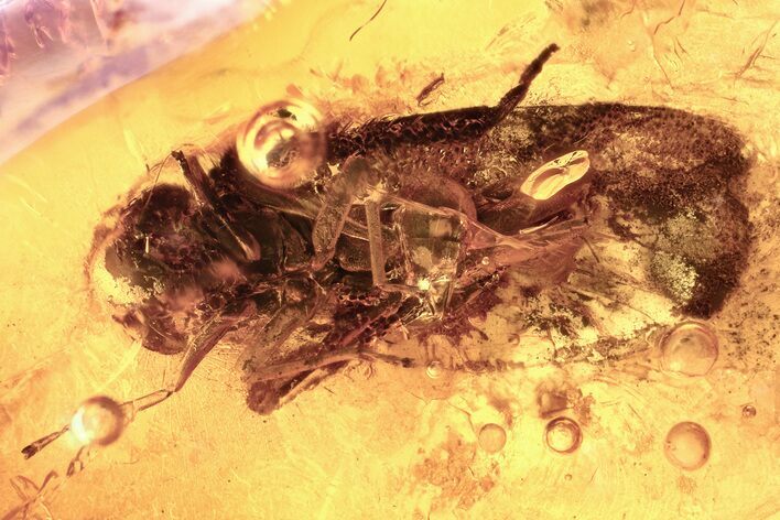 Detailed Fossil Leafhopper and Bark Fragment In Baltic Amber #381488